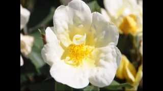 Workfree Yellow Knockout Roses