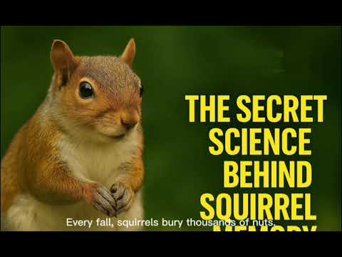 The Secret Science Behind Squirrel Memory