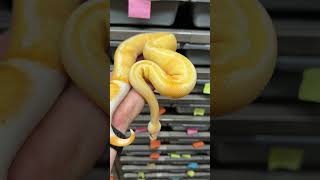 GHI Dreamsicle!  What should I add into this combo? #ballpythonmorphs #piedballpython