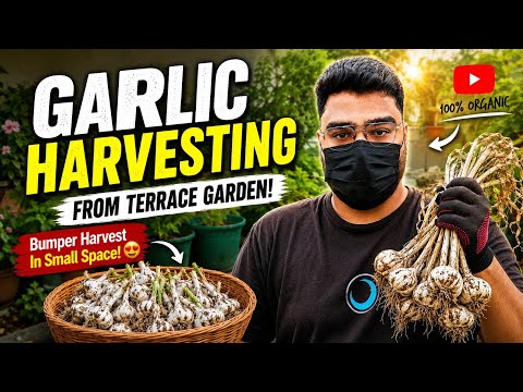 सिर्फ Grow Bag में उगाया इतना Garlic 😱 | Full Harvest Video 🌿 Lehsun #gardening #garden #garlic 