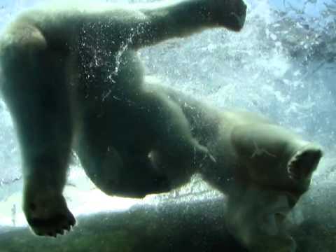 Polar Bears play fighting at Columbus Zoo 2.MP4