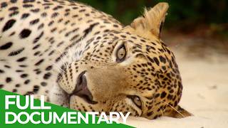 Wild Sri Lanka - Land Of Lakes | Free Documentary Nature