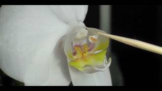 How to Pollinate Orchids - Phalaenopsis Orchid