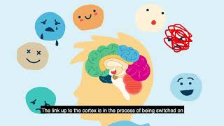 Brain Development