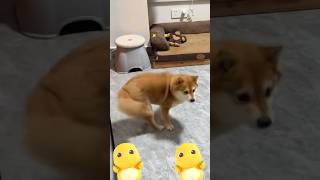 Can These Spinning Dogs Make You Laugh? #petfun #dogfun #doglife #dogtricks