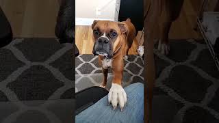 understands completely! #boxer #puppy #boxerdog #boxerlove #funny #cute #boxerfamily #pet #kingboxer