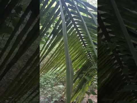Nature is not a place to visit.... It's home 🏡#viralvideo