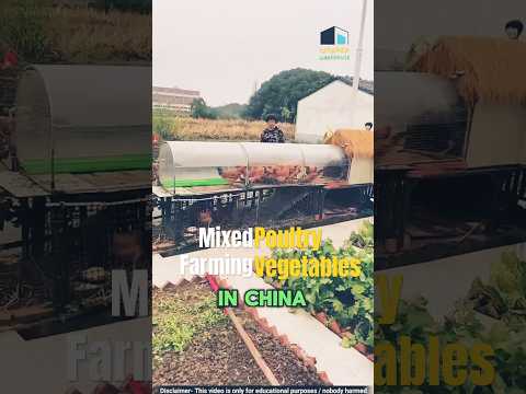 Smart Poultry Farming Technique in China for Healthy Soil & Fresh Vegetables