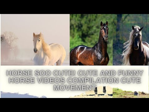 Horse SOO Cute! Cute And funny horse Videos Compilation cute moment #amstarforever