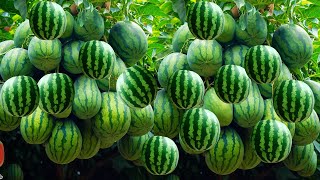 Watermelon with Pineapple  The most lethal technique for grafting trees  How to Growing tree