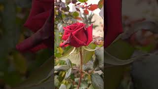 Roses are Red 🌹🌹🌹#familyfriendly #learningthroughplay #spring