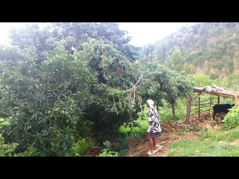 लिचि  चोर्न जादा यस्तो भयो ||🤣 साेच्या झै जिन्दगी रहिनछ||😂😁#newnepalivlogs#funny#viral