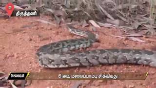6 Foot Python found at Tiruvallur
