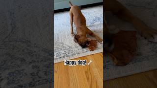🦴🐾 Look at the tail wag! #danithegirlboxer #boxerlove #boxerpuppy