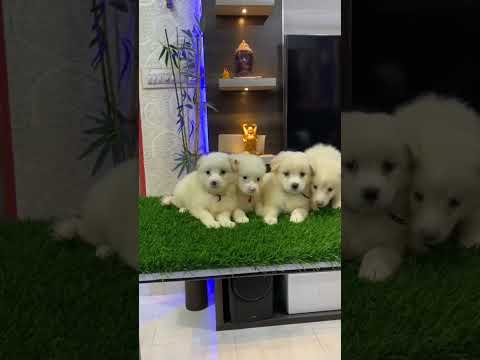 Cute Puppies 🥰