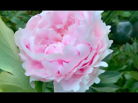 Peonies -  Caroline Zimmermann in her Tuscan Garden - Painting | Lahaina Galleries