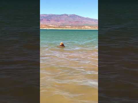 Funny Dog Loves Swimming-Goldendoodle #funny #viral #dog #swimming