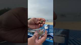 Shophellomary super boof premium & Egyptian gold Live rosin review Code struggle for 10% off 🫡￼