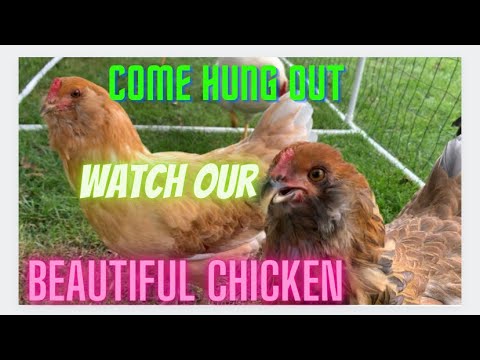 Hanging out with our chicken #chicken #chickencoop #homestead #homestead #farm #chicks #babychicks #