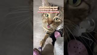 Cat logic #feralcat #catrescue