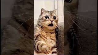 "Pawsitively Hilarious: The Ultimate Cat Compilation 😹🐾" #catcompilation #cat #catantics