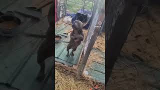 Funny American bully videos😂