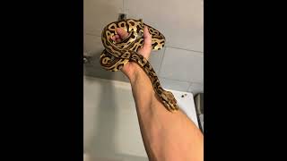 Python reguis morph 🥰