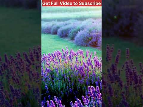 Relaxing music 🎶 #nature #soothingrelaxationrelaxing #meditationmusic #relxing