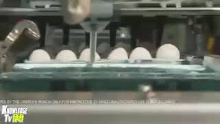 How to identify duplicate eggs (content shared from WhatsApp forward)