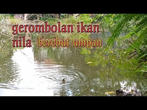 gak bakal habis ikan nila di sini kalo cuma di pancing || mancing ikan nila tepat di sarangnya