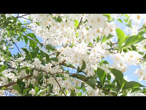 SPRING in VANCOUVER - JASMINE - Japanese Snowbell Tree in bloom - Vancouver BC ( styrax japonicus )