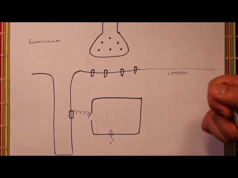 LPA 4A - Anatomy of the neuromuscular junction and the skeletal myocyte