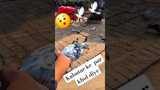 kabutar ke par khol diya🫨/#myfirstvlog #shorts #minivlog