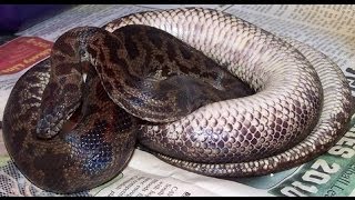 Some Snake Breeding Tips - CrittaCam