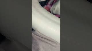 🤍🐍#snake #viralvideo #foryou #reptiles #animals #fypシ#piedballpython #ballpython