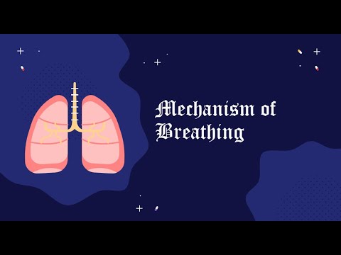 Breathing Mechanism [BIOLOGY]