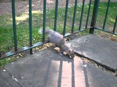 The squirrel's Enchanting man
