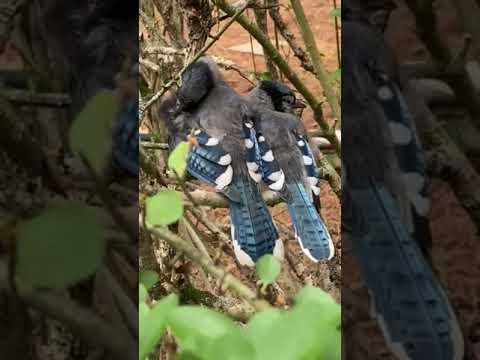 Fledgling Duo