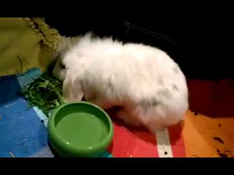 A partially paralyzed bunny that drinks and eats is a bunny that'll live. Period.