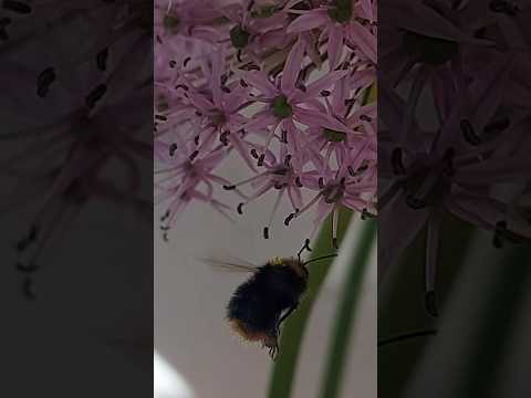 Foraging on my dinner table // 10 May 2025