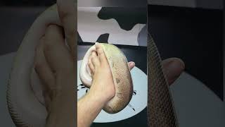 Genetic Stripe Ball Python Girl
