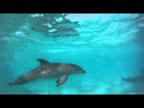 Dolphins Bahamas October 2012