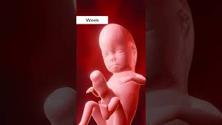👶✨ Witness the incredible journey of fetal growth.