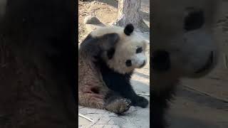 PandaHome 106 A dirty baby #panda #cutepandas 😂🥰🥰🥰 cut