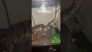 My ball python be out lurking 👀 every night #shorts #ballpythonlove #reptiles #lurkingforfood👀👀🐍