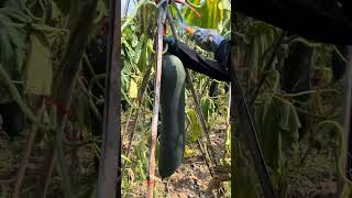 #shorts #agriculture #agritools #farming2024 #AdvanceAgriReactions