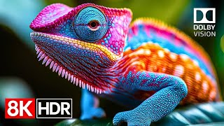 Color That Breathes — Dolby Vision in Stunning 8K HDR 120fps