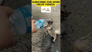 This young man saved the squirrel's life by giving him water🥹🙏🫶 #help #helpvideo #shortvideo
