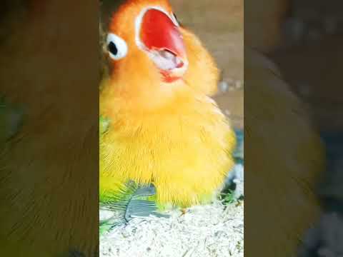 #trending #birds #albino #viral #lovebirds #albinolovebirds #parrot #religion #budgies#public