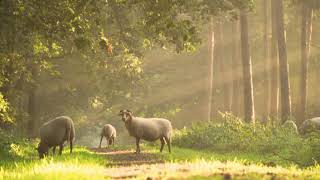 2 HOURS Relaxing Piano Music 🌝 - Studying Music, Reading Music ✍️ - Peaceful Morning Vibes